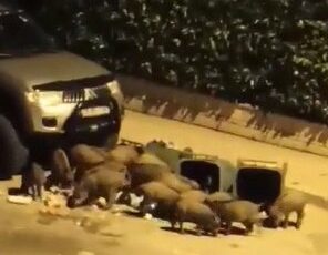 AÇ KALAN DOMUZLAR KENT MERKEZİNDEKİ ÇÖPLERİ TALAN ETTİ