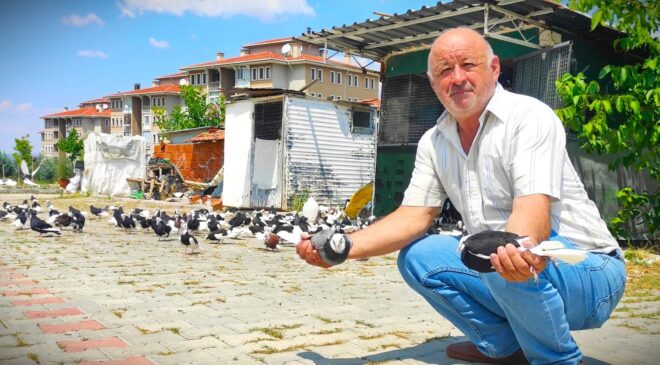 HOBİ İÇİN BAŞLADI, GÜVERCİN ÇİFTLİĞİ KURDU