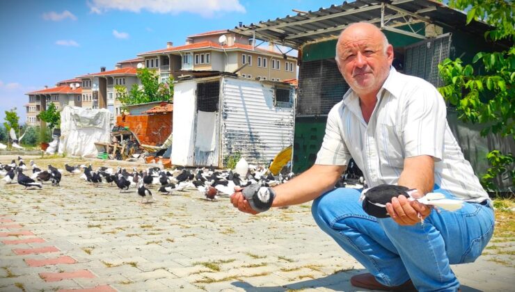 HOBİ İÇİN BAŞLADI, GÜVERCİN ÇİFTLİĞİ KURDU