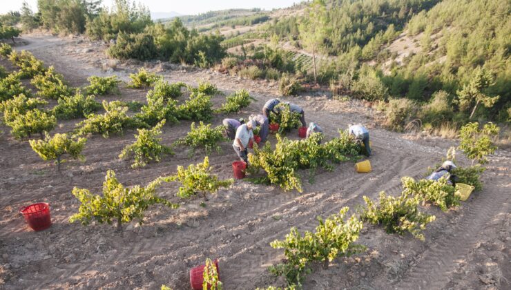 ORGANİK ÜZÜME GELENEKSEL KURUTMA YÖNTEMİ