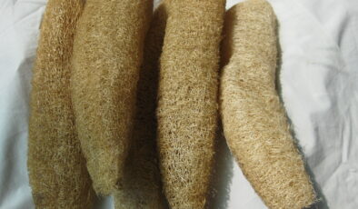 SAĞLIKLI CİLT İÇİN “KABAK LİFİ”