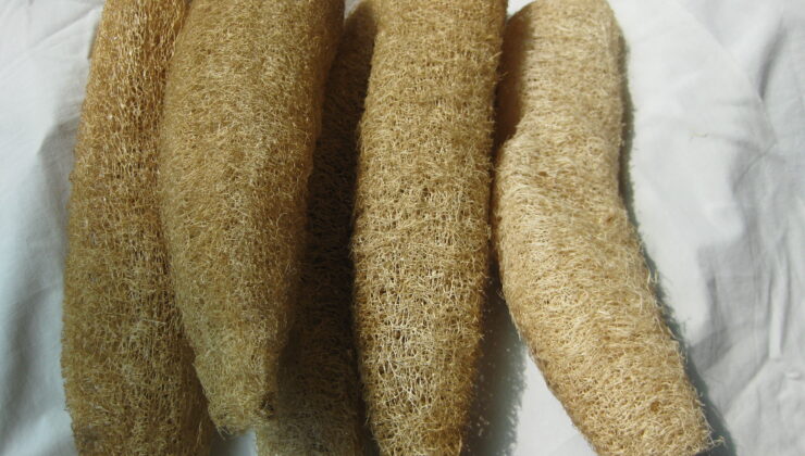 SAĞLIKLI CİLT İÇİN “KABAK LİFİ”