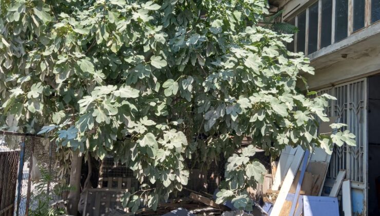 YOLLAR ESNAFIN OCAĞINA İNCİR AĞACI DİKTİ!