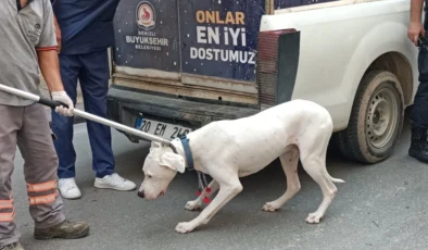 Denizli’de Yasak Irklı Köpeğin Saldırdığı Polis Hastaneye Kaldırıldı