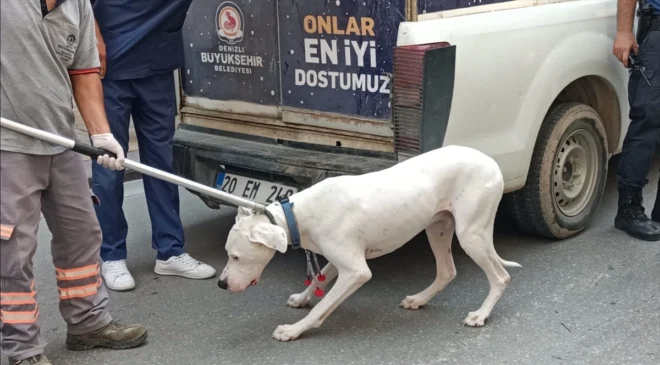 Denizli’de Yasak Irklı Köpeğin Saldırdığı Polis Hastaneye Kaldırıldı