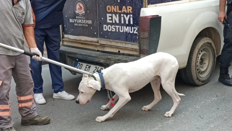 Denizli’de Yasak Irklı Köpeğin Saldırdığı Polis Hastaneye Kaldırıldı