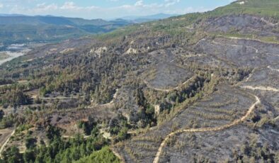 YANAN ALAN AĞAÇLANDIRILACAK