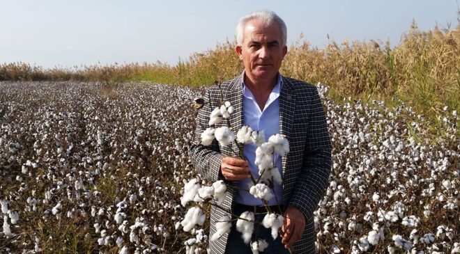 “PAMUKTA BAZI BÖLGELERDE VERİM DÜŞÜŞÜ VAR”