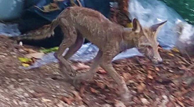 AÇ KALAN TİLKİ GÜPEGÜNDÜZ MAHALLEYİ DOLAŞTI