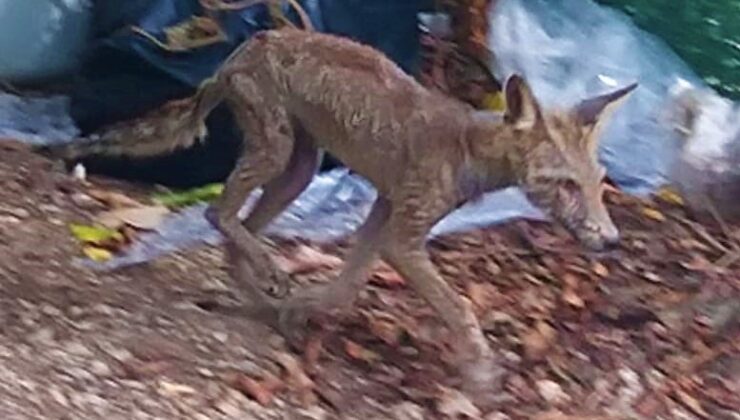 AÇ KALAN TİLKİ GÜPEGÜNDÜZ MAHALLEYİ DOLAŞTI