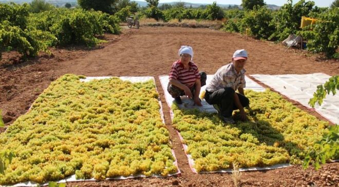 BAĞLARDAN TOPLANAN ÜZÜMLER DOĞAL YÖNTEMLERLE KURUTULUYOR