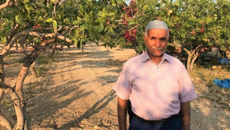 DENİZLİ’DE ANTEP FISTIĞI YETİŞTİRİCİLİĞİ YAYGINLAŞIYOR