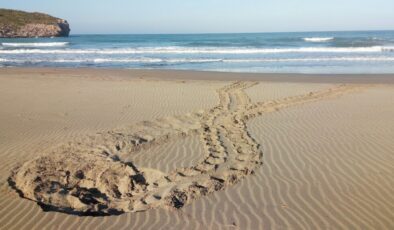 KAPLUMBAĞALARIN VARLIĞI DENİZ İÇİN ÖNEMLİ