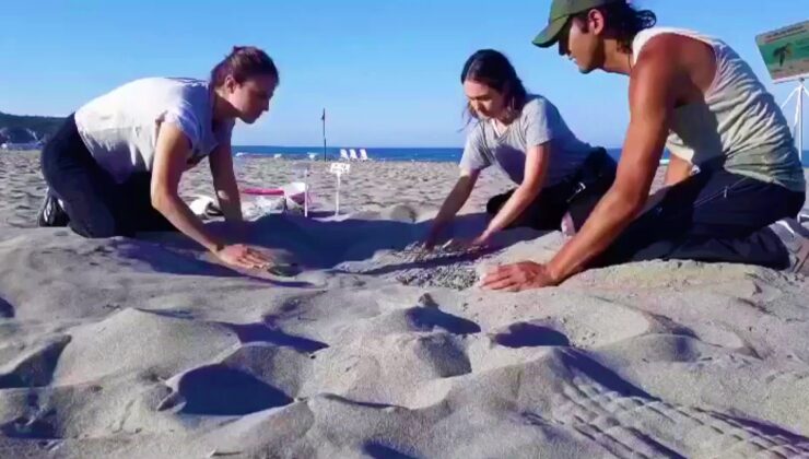 Kaplumbağaların varlığı deniz suyunun temiz olduğunu gösteriyor