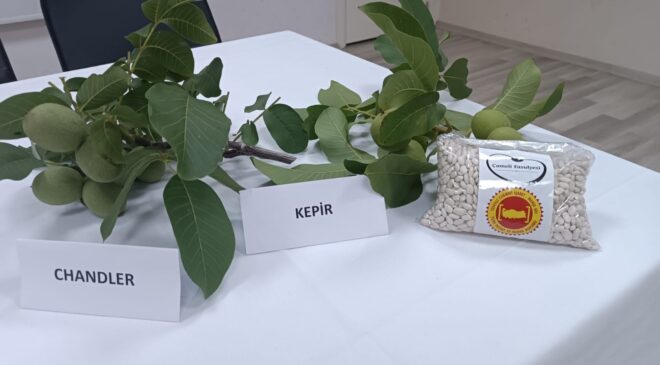 ÇAMELİ’NDE FİYATLAR BELLİ OLDU