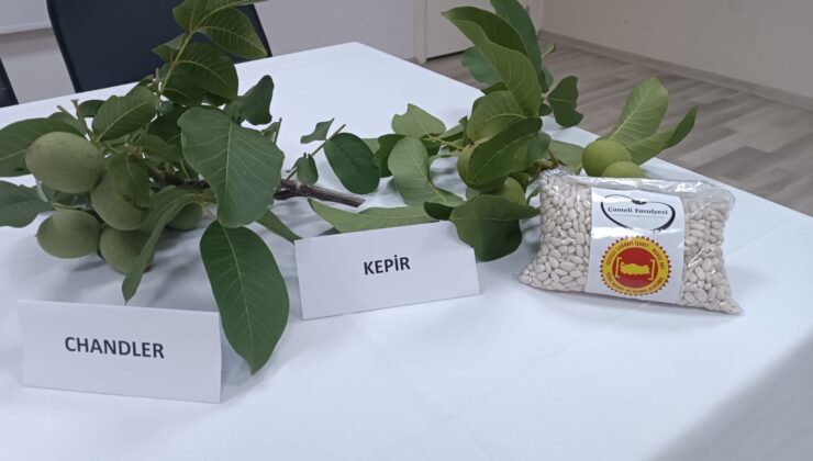 ÇAMELİ’NDE FİYATLAR BELLİ OLDU