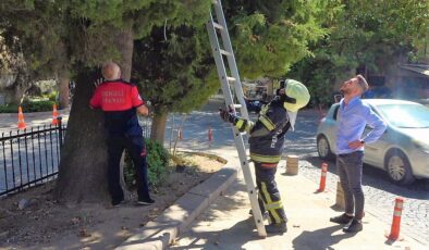 KÖPEKTEN KAÇAN KEDİ AĞAÇTA MAHSUR KALDI