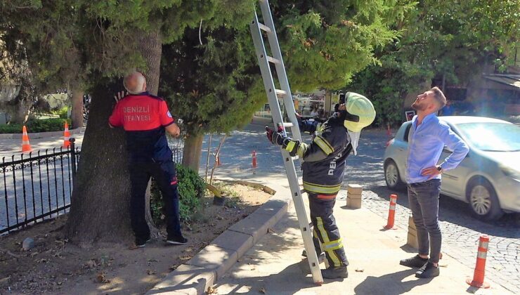 KÖPEKTEN KAÇAN KEDİ AĞAÇTA MAHSUR KALDI