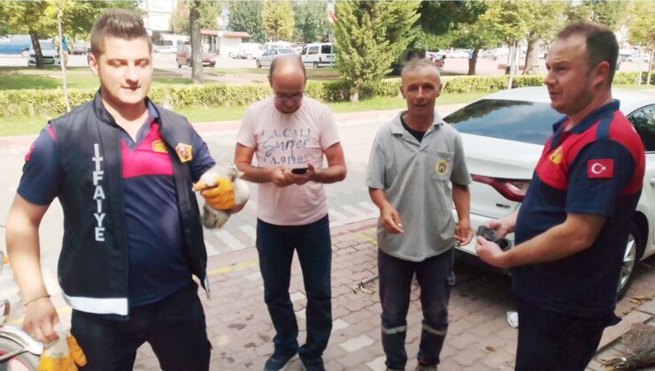 Yavru kedi uzun uğraşlar sonucu araç altından çıkarıldı