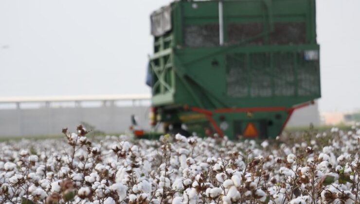 Ziraat odaları toplandı, pamuk toplama fiyatları belli oldu