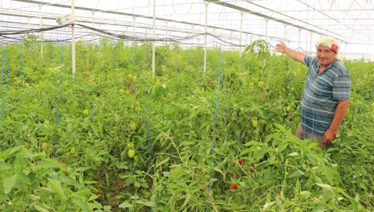 KONTROLLÜ TARIM METODUYLA ÜRETİM