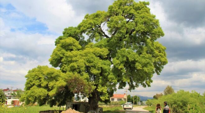 208 yaşındaki ağaç için seferber oldular