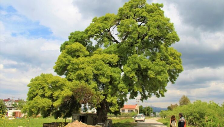 208 yaşındaki ağaç için seferber oldular