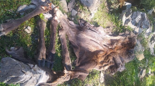 AVLANMASI YASAK KIZILGEYİĞİ VURDULAR