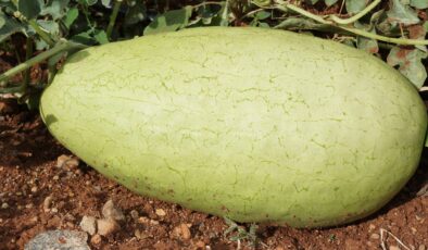 ÖZEL KARPUZ 20 YIL SONRA TEKRAR ÜRETİLDİ