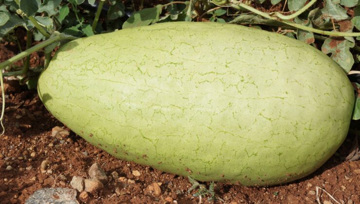 ÖZEL KARPUZ 20 YIL SONRA TEKRAR ÜRETİLDİ