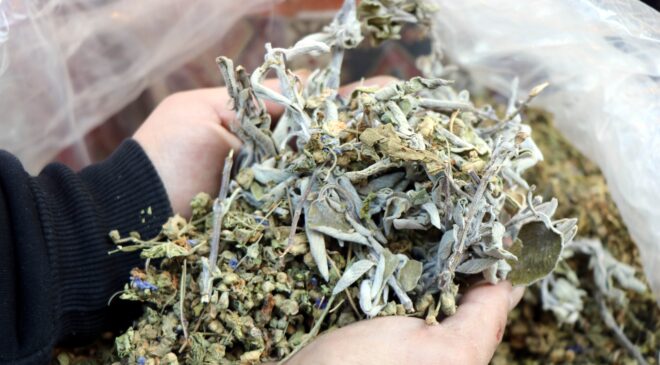 KEKİK VE ADAÇAYINDAN KOLONYA YAPILDI