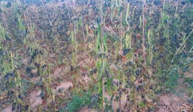 YAYLA FASULYESİNE KIRAĞI VURDU