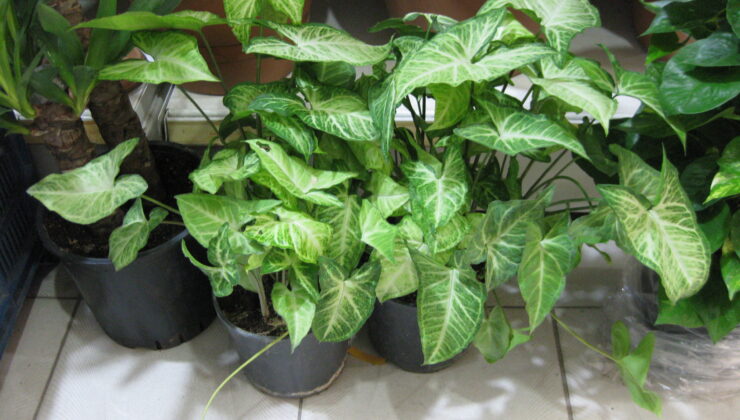 BALKONLAR SERAYA DÖNÜŞTÜRÜLDÜ