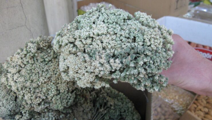 KEKİK BİRİNCİLİĞİ FİYATLARA YANSIDI