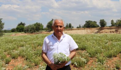 KEKİK ÜRETİCİSİ ÜRÜNÜNÜ BEKLETİYOR