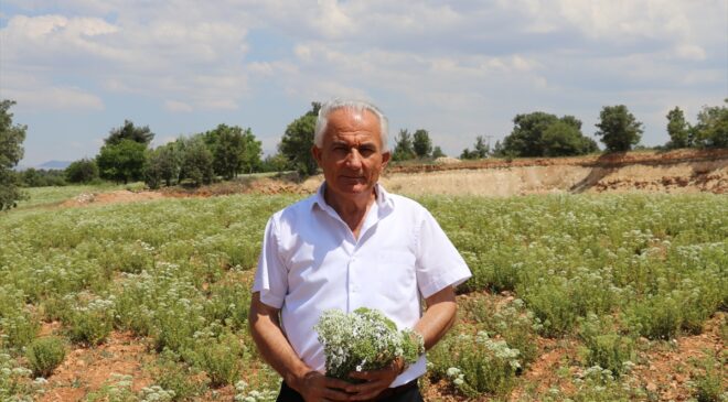 KEKİK ÜRETİCİSİ ÜRÜNÜNÜ BEKLETİYOR