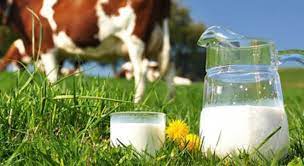 SÜT ÜRETİCİSİ İSYANDA!