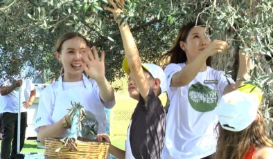 Turistler tatili bırakıp zeytin topladı