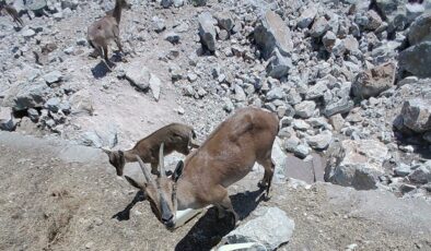 Dağ keçileri sürekli izleniyor