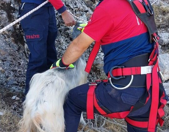 MAHSUR KALAN KEÇİ KURTARILDI