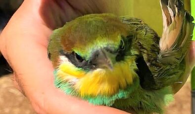 BAL ÜRETİMİNE ARI KUŞU ENGELİ