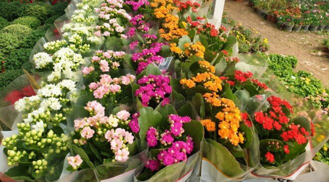 Sonbaharın en çok tercih edilen çiçekleri