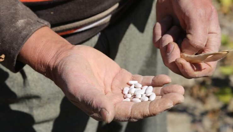 TESCİLLİ FASULYENİN HASADI TAMAMLANDI