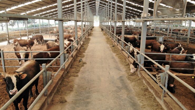 OLGUNLAŞAN GÜBRE VERİMİ ARTIRIYOR