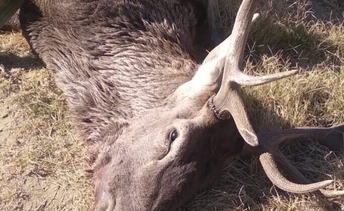DÜŞTÜĞÜ KUYUDAN KURTARILAN KIZILGEYİK TELEF OLDU