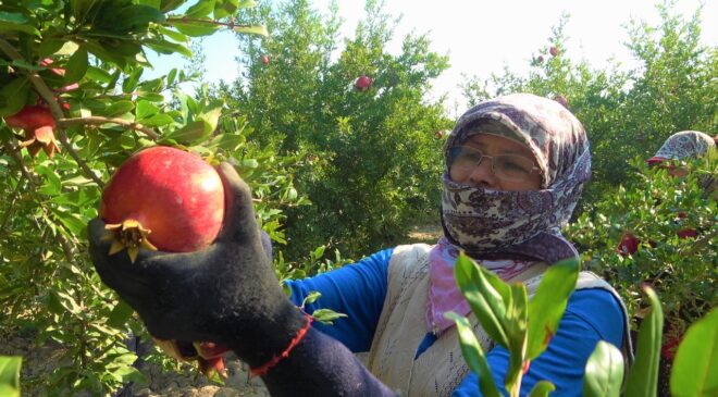 Denizli narının Avrupa’ya ihracat yolculuğu başladı