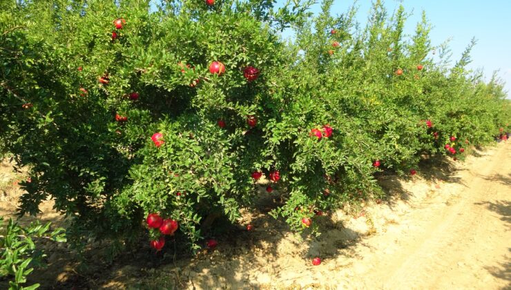 DENİZLİ NARININ İHRACAT YOLCULUĞU BAŞLADI