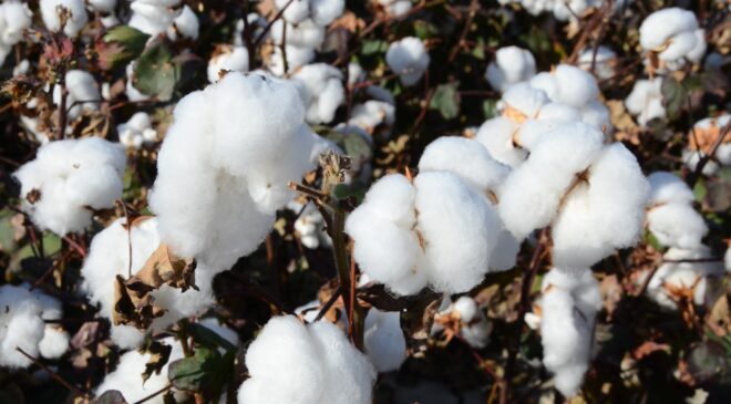 Denizli’de beyaz altın hasadı devam ediyor