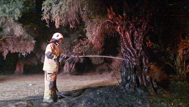 6 köyün zeytinliğini yaktı, köylüler nöbete durdu