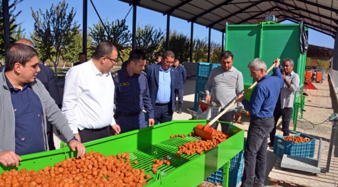 CEVİZ YÜZ GÜLDÜRÜYOR
